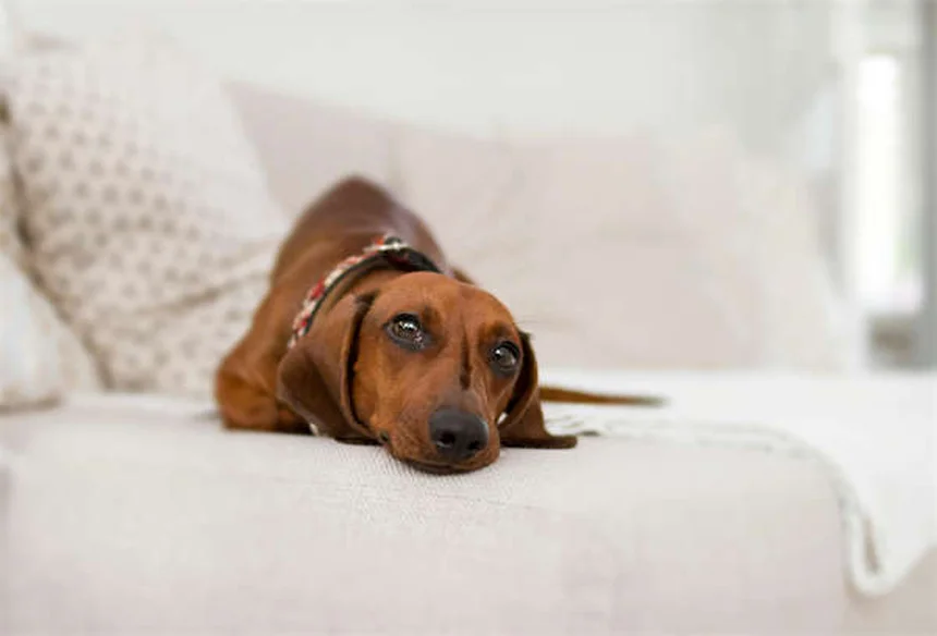 Anti-puces pour chiens sur chats : danger mortel à éviter absolument