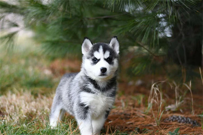 5 astuces pour garder votre chien rassasié plus longtemps