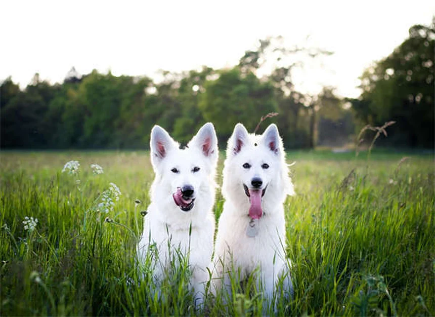 Les chiens ressentent-ils l'empathie ? La science répond !