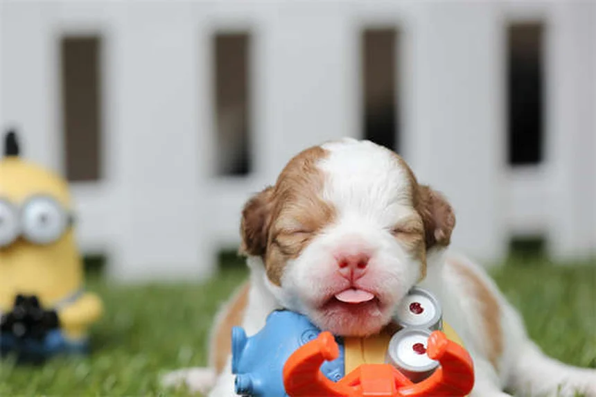 Les chiens ressentent-ils l'empathie ? La science répond !