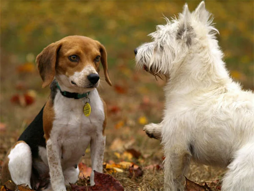 Les chiens ressentent-ils l'empathie ? La science répond !