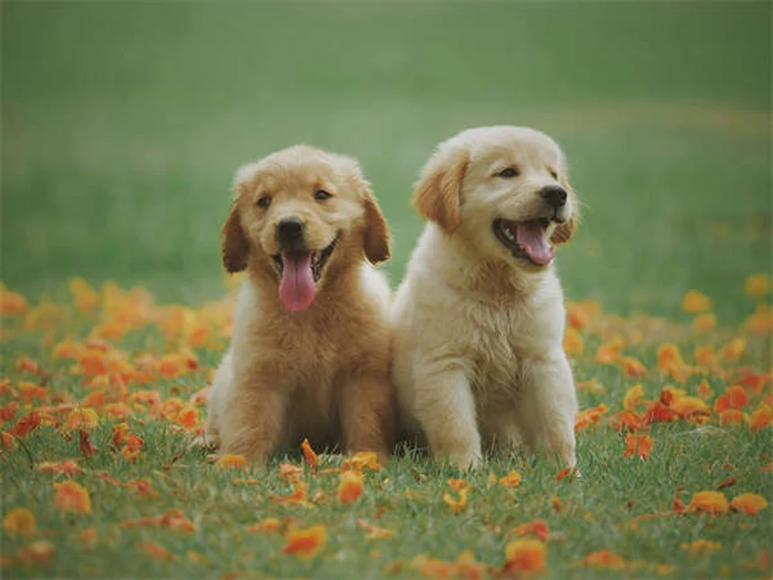 5 remèdes homéopathiques indispensables pour soigner votre animal naturellement