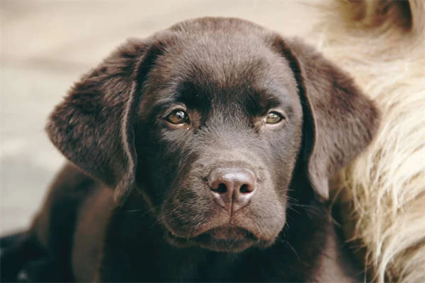 5 remèdes homéopathiques indispensables pour soigner votre animal naturellement