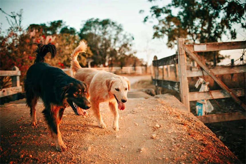 Comment bien s'occuper d'un chien tripode ? Nos conseils pratiques