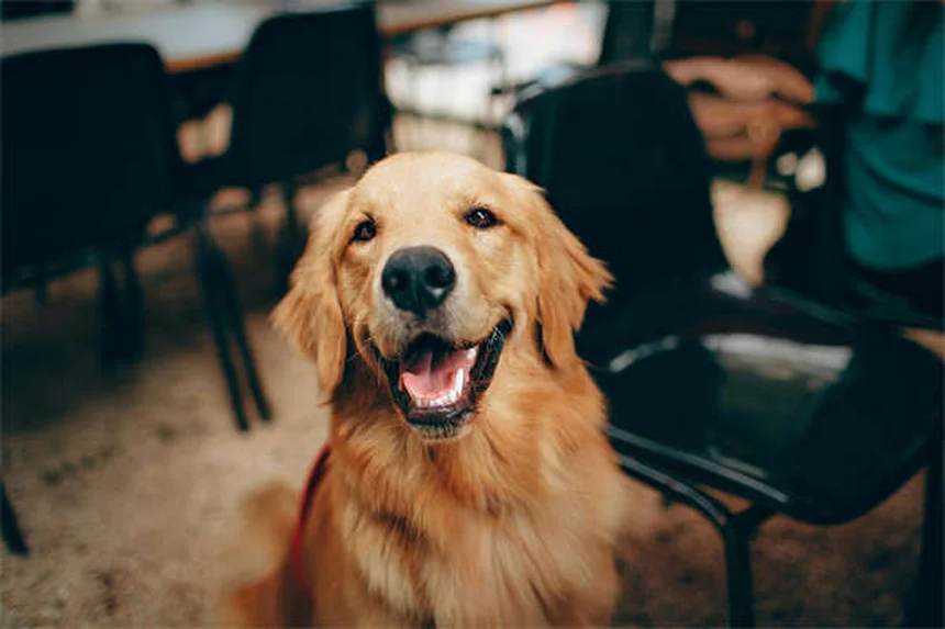 Comment bien s'occuper d'un chien tripode ? Nos conseils pratiques