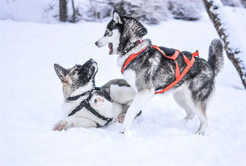 Comment faire maigrir son chien : 5 solutions efficaces