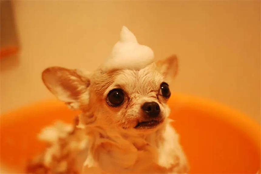 Comment faire maigrir son chien : 5 solutions efficaces