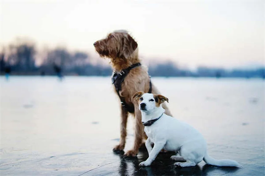 Appareil dentaire pour chien : quand et pourquoi y recourir ?