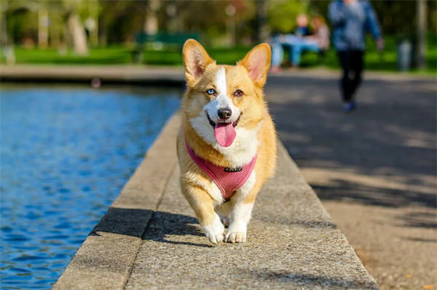 Appareil dentaire pour chien : quand et pourquoi y recourir ?