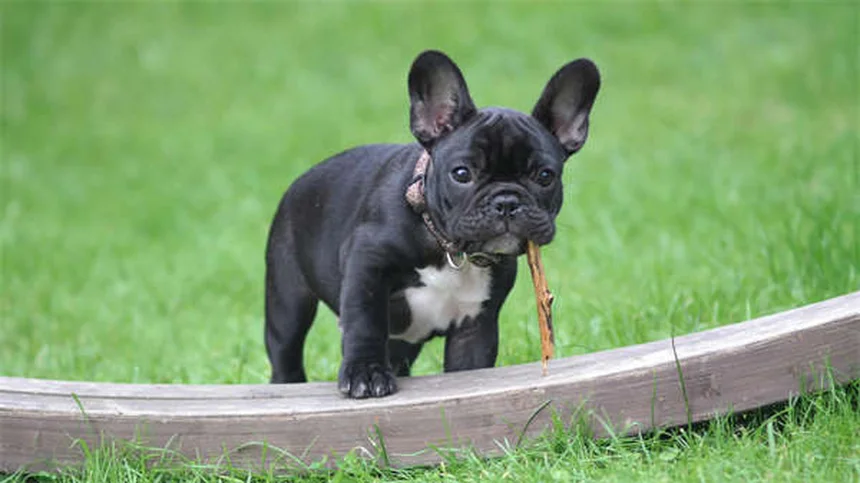 Appareil dentaire pour chien : quand et pourquoi y recourir ?