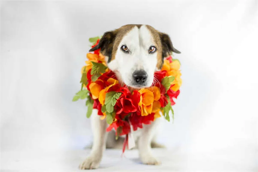 Devenir vétérinaire : 8 vérités cachées sur ce métier passion