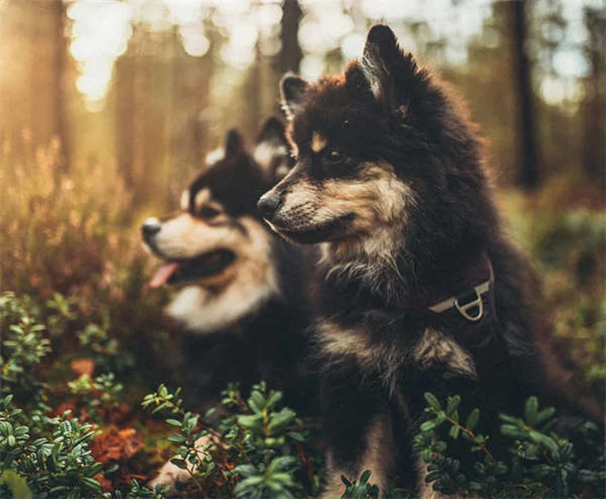 Promener son chien la nuit : 7 astuces pour une sécurité maximale