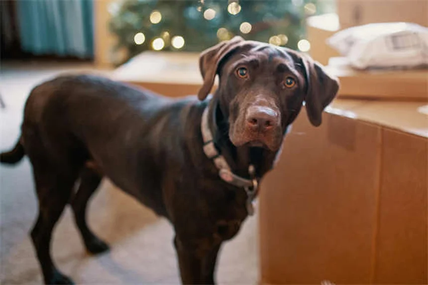 Syndrome du chiot tremblant : symptômes et solutions pour votre toutou
