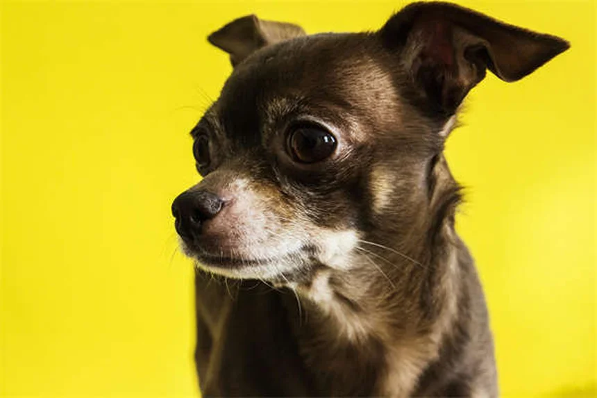 Œdème chez le chien : symptômes, causes et traitements