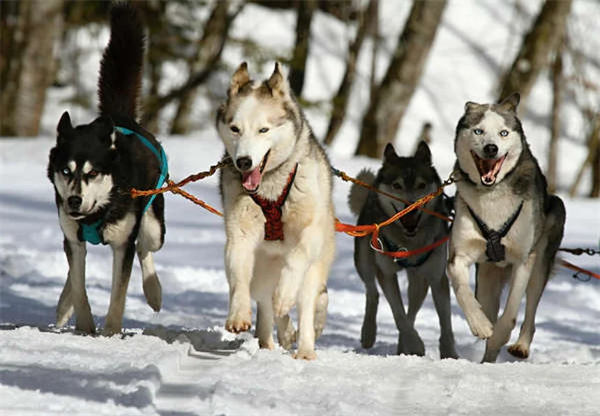 Œdème chez le chien : symptômes, causes et traitements
