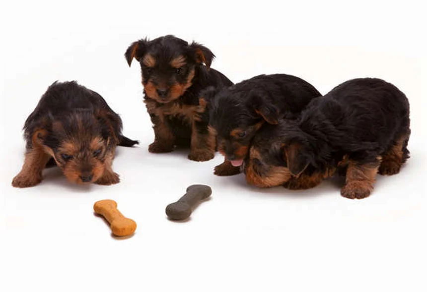 Œdème chez le chien : symptômes, causes et traitements