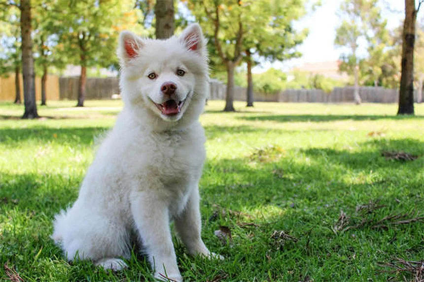 Phéromones apaisantes pour chiens et chats : le guide complet