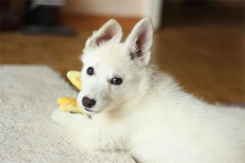 Phéromones apaisantes pour chiens et chats : le guide complet