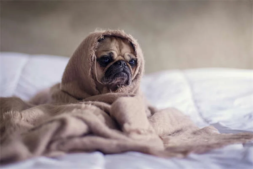 Empoisonnement aux antiparasitaires chez le chien : 5 signes à ne pas ignorer