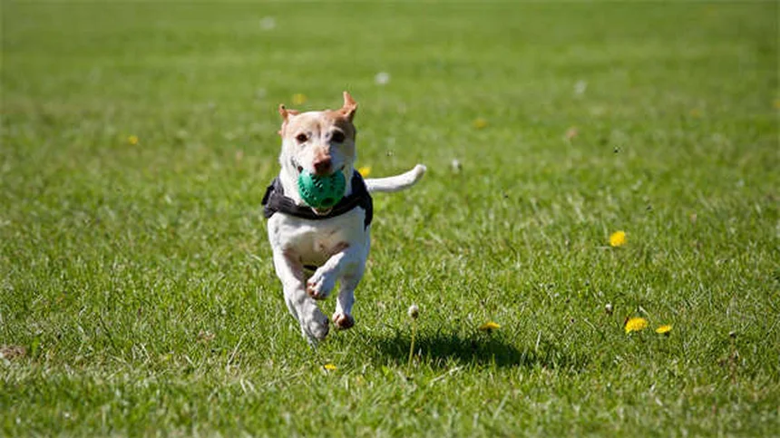 Sang dans les urines du chien : causes et solutions urgentes