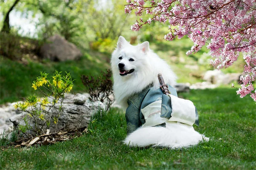 Mon chien ne fait pas pipi : 5 signes d'urgence à connaître