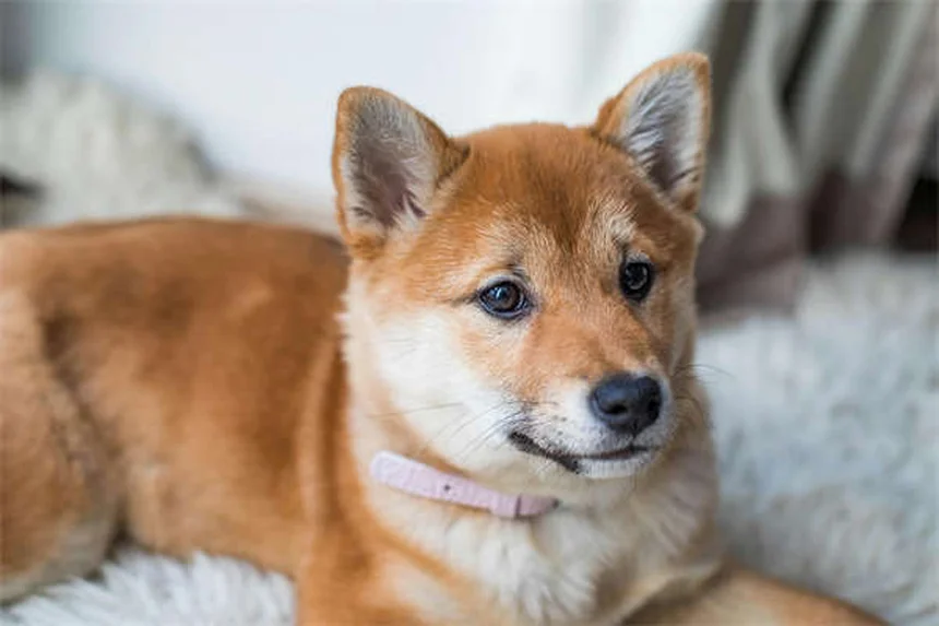 Comment éduquer son chien à la laisse : 7 étapes faciles