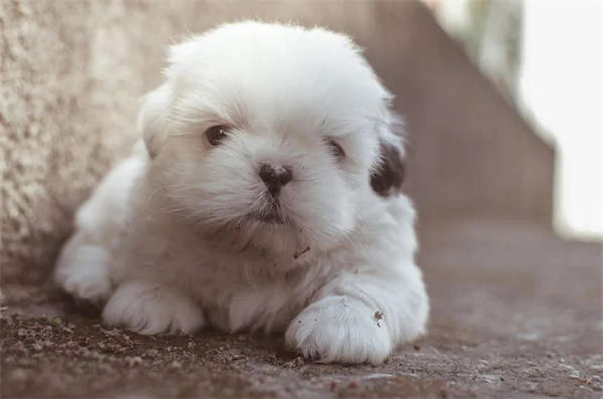 Buspirone pour chiens : le guide complet pour calmer l'anxiété de votre animal