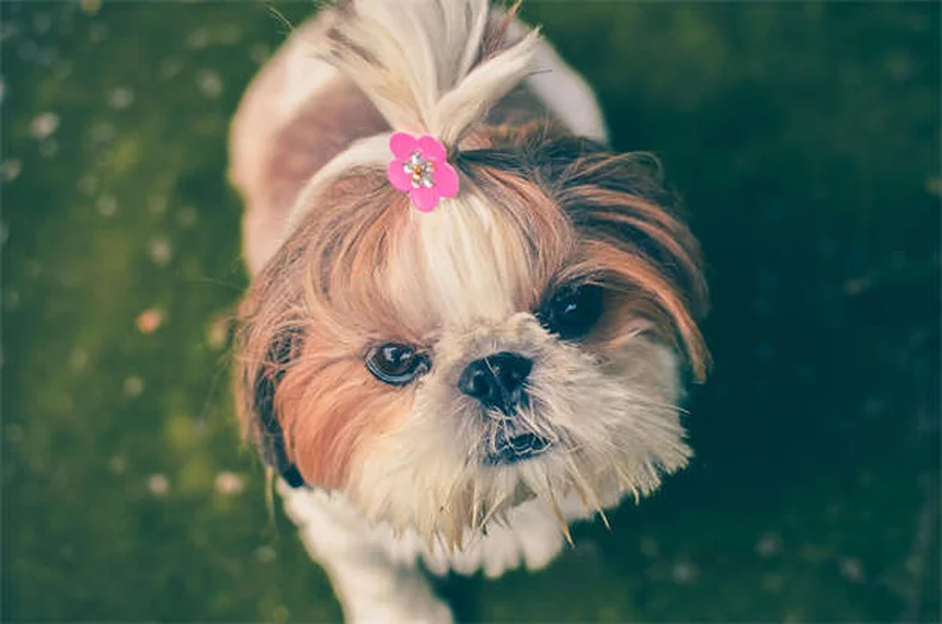 Les chiens rêvent-ils ? Découvrez ce qui se passe dans leur tête !