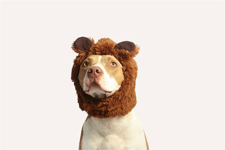 Hypothermie chez le chien : 5 signes qui doivent alerter