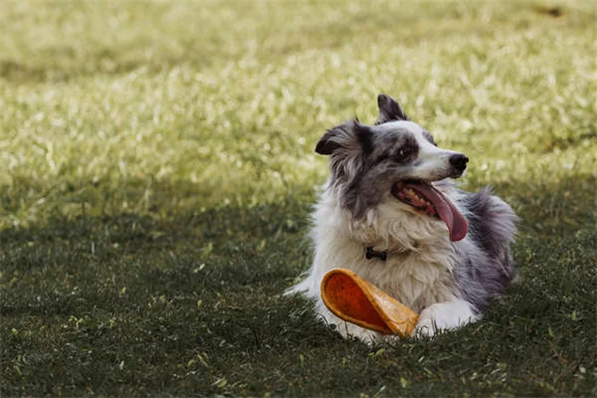 Hypothermie chez le chien : 5 signes qui doivent alerter