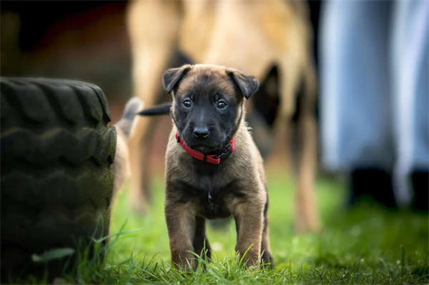 Hypothermie chez le chien : 5 signes qui doivent alerter