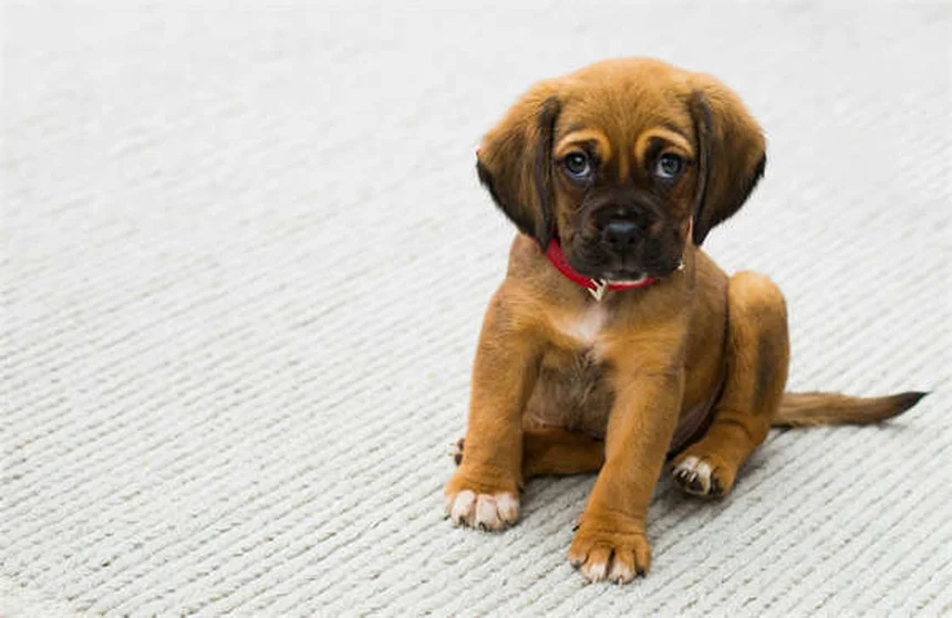 IMHA chez le chien : symptômes, causes et traitements de cette maladie grave