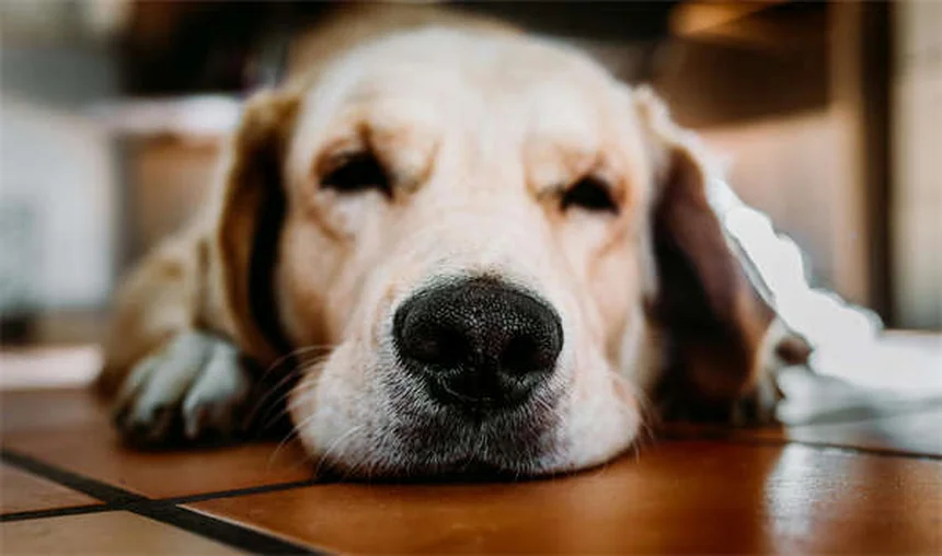 IMHA chez le chien : symptômes, causes et traitements de cette maladie grave