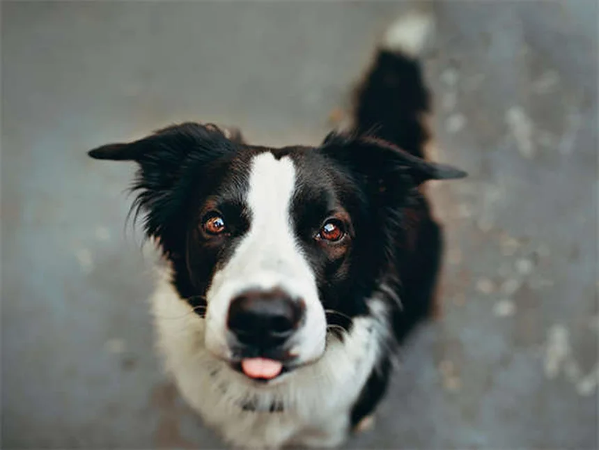 Protégez votre animal des tiques Lone Star : 5 conseils vitaux