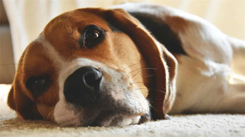 Comment donner un bain à son chaton sans stress ?