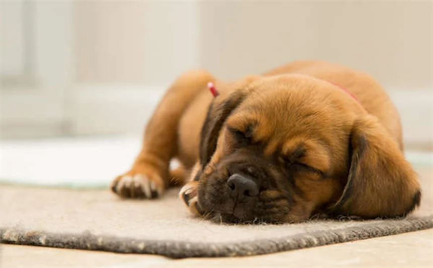 Protéger son chaton des puces et tiques : 5 solutions efficaces
