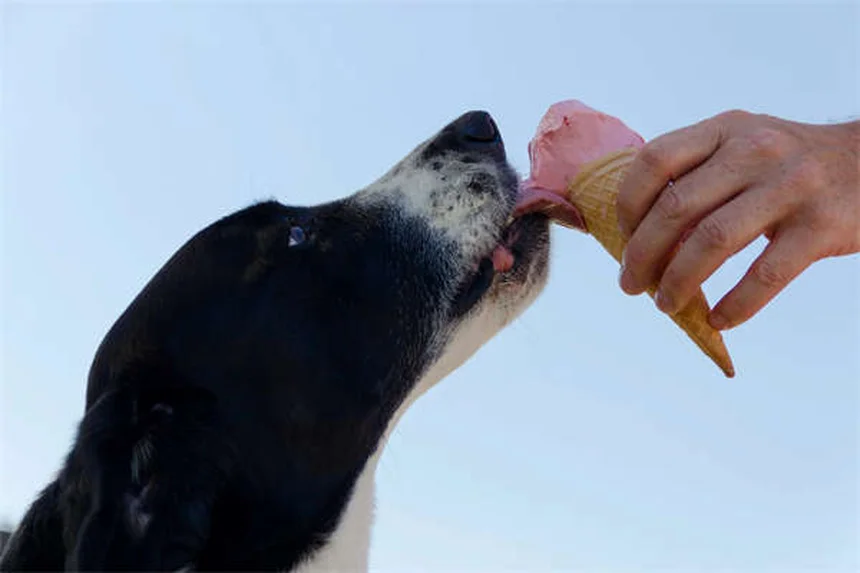 Mon cochon d'Inde manque de vitamine C ? 5 signes à ne pas ignorer